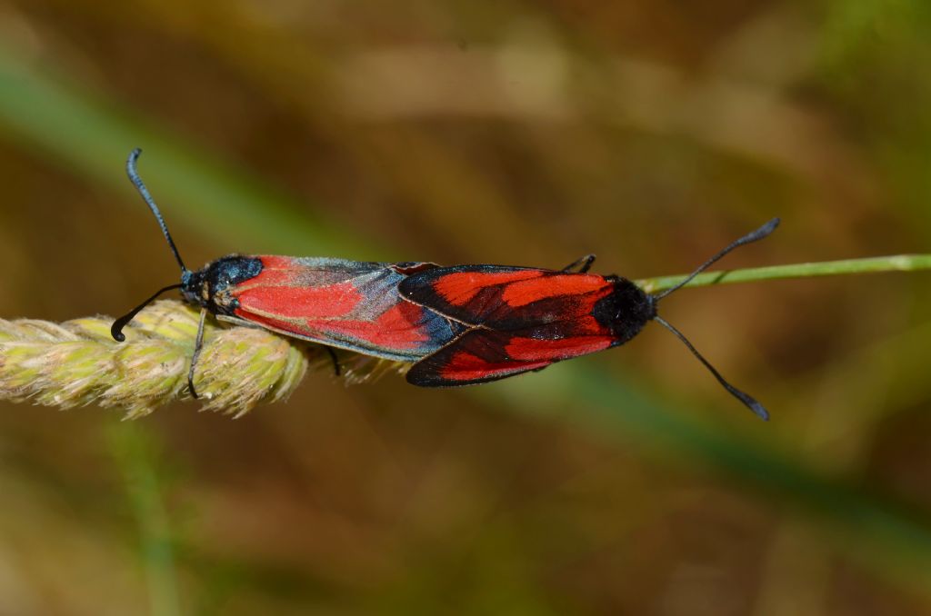 Lepidottero da identificare - Zygaena (Mesembrynus) purpuralis, Zygaenidae